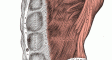 Abs and Lower Back