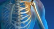 Shoulder